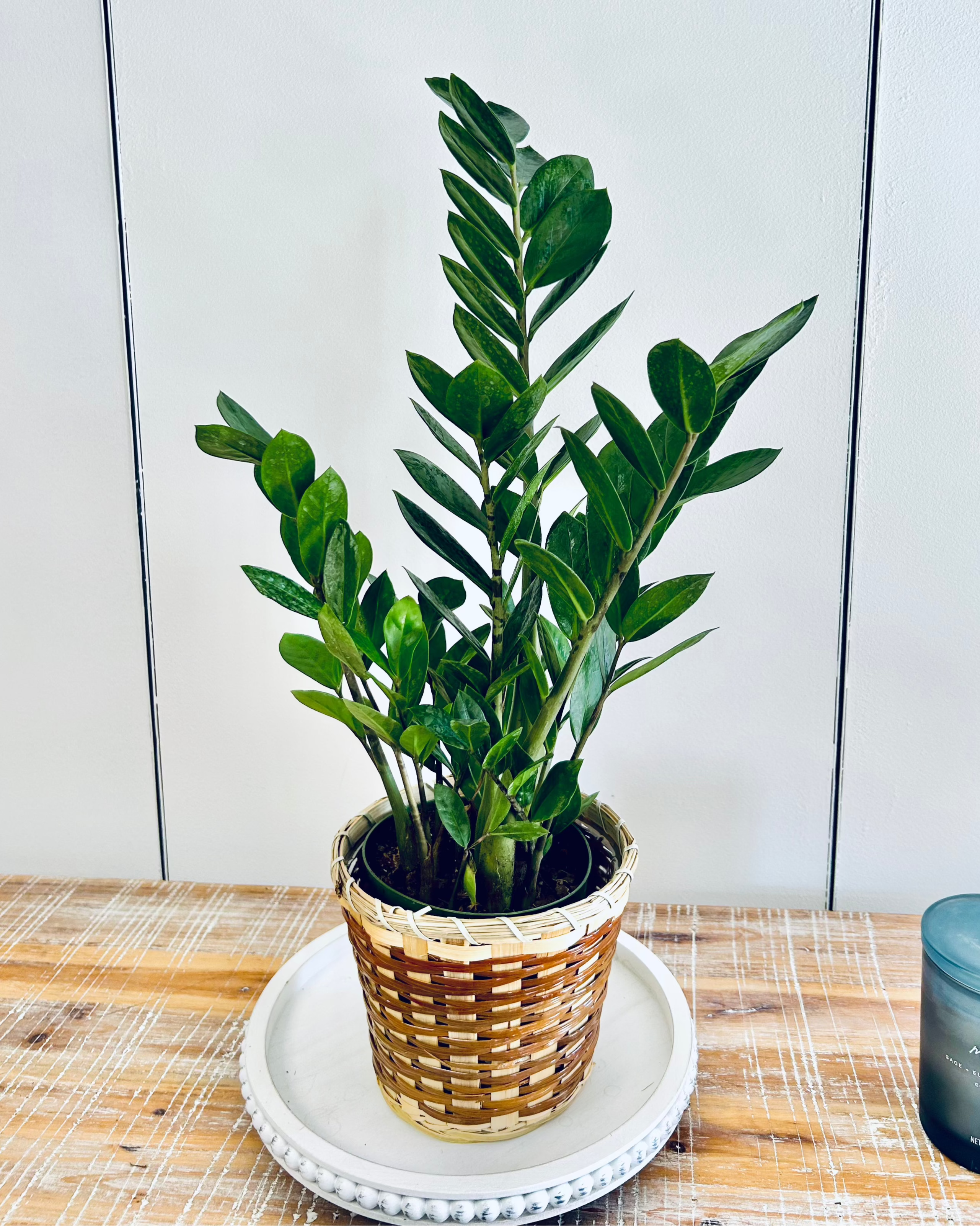 【はるplants】 ZZ Plant – Merle's Flower Shop