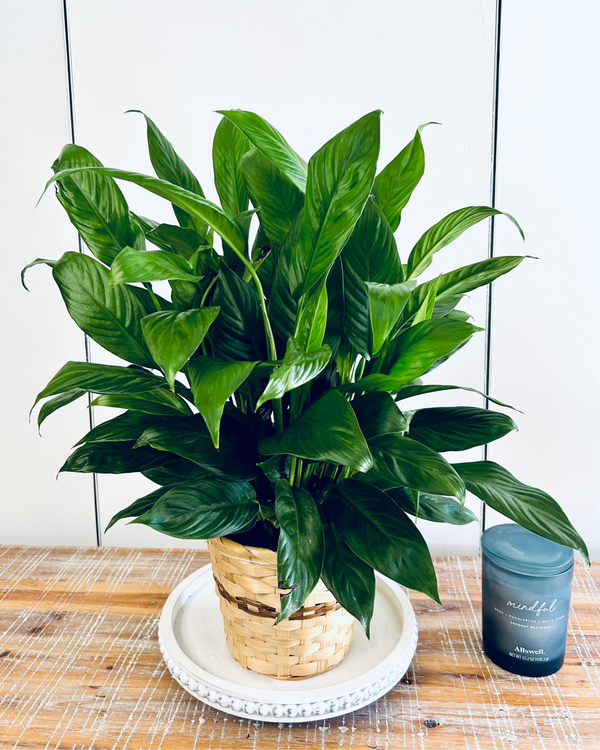 Blooming Peace Lily