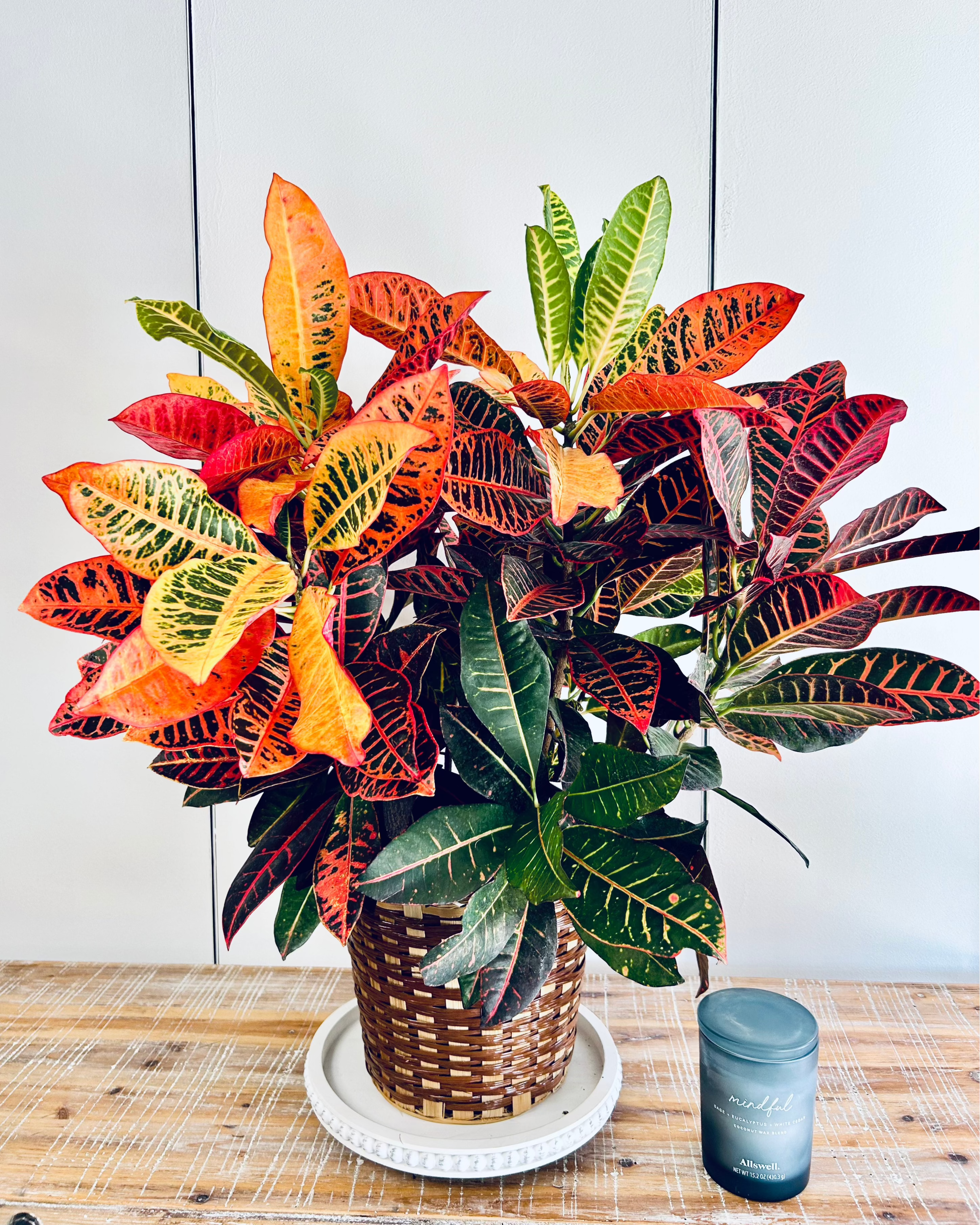 Croton Plant – Merle's Flower Shop