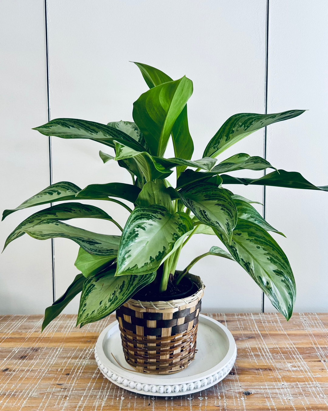Chinese Evergreen House Plant