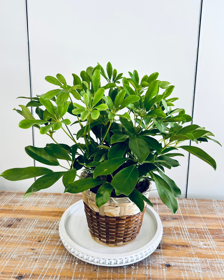 Schefflera Plant