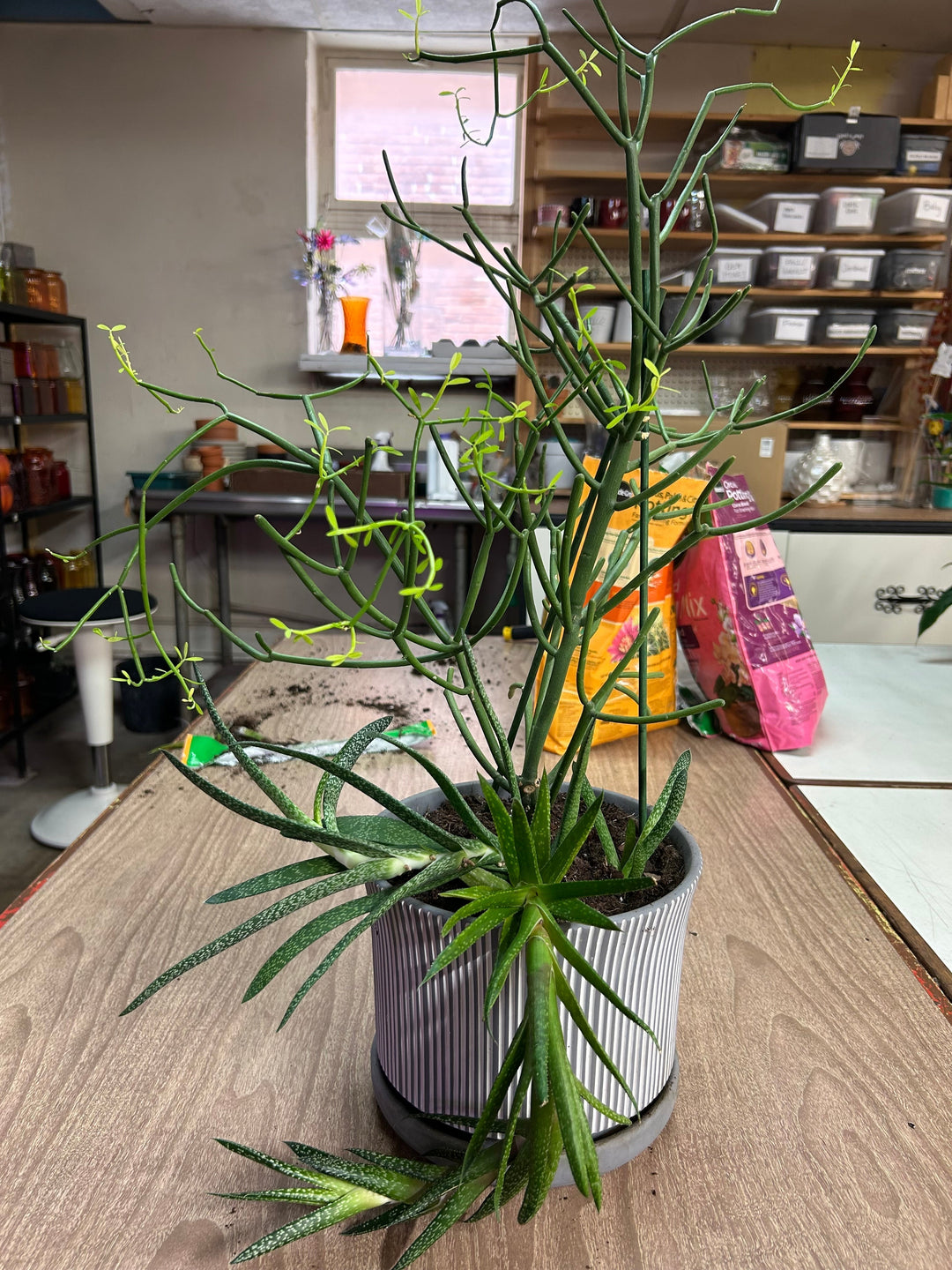 🌿 How (and When) to Re-Pot Your Indoor Houseplants