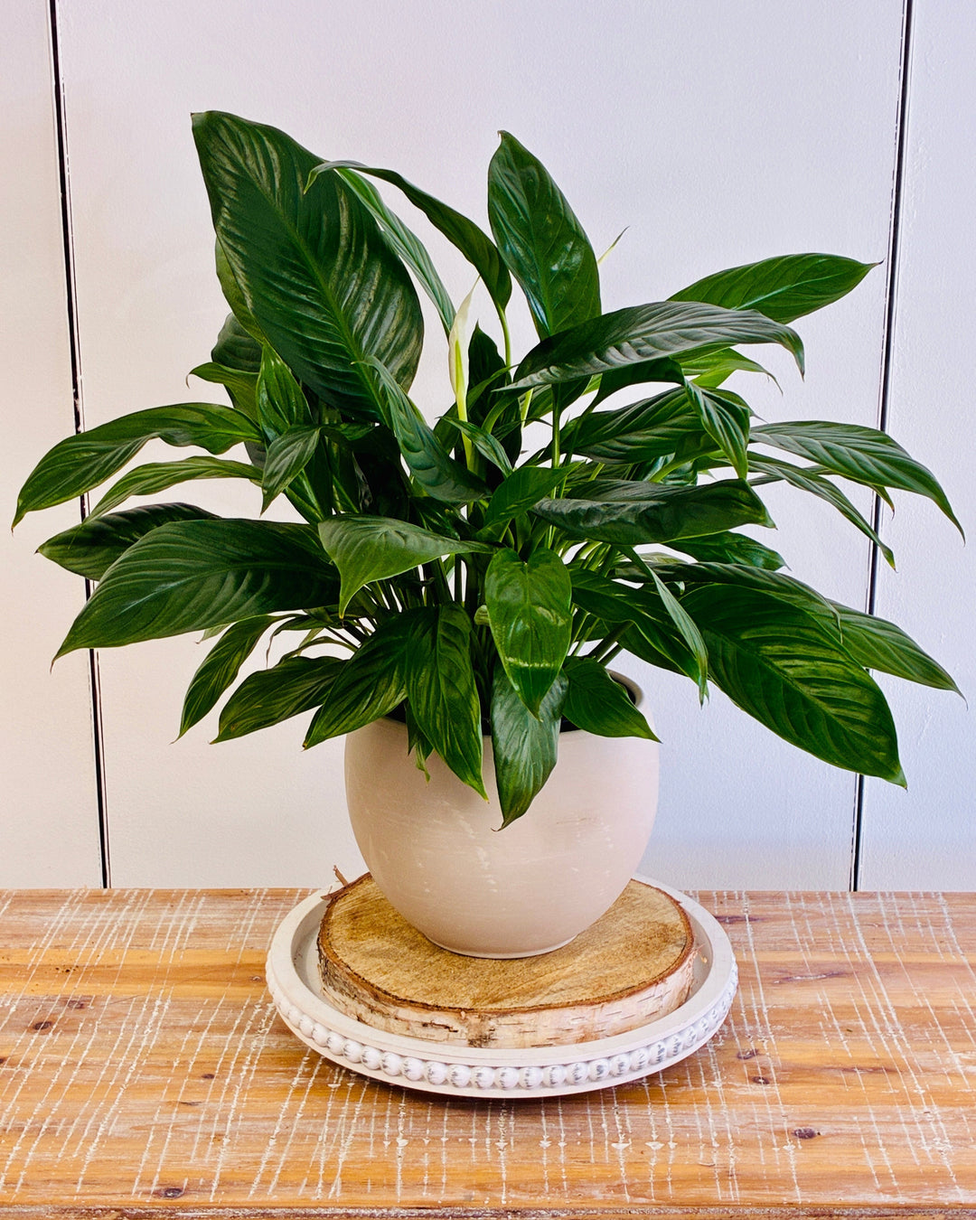 Winter Plant Care: How to Keep Your Indoor Plants Happy All Season Long 🌿❄️