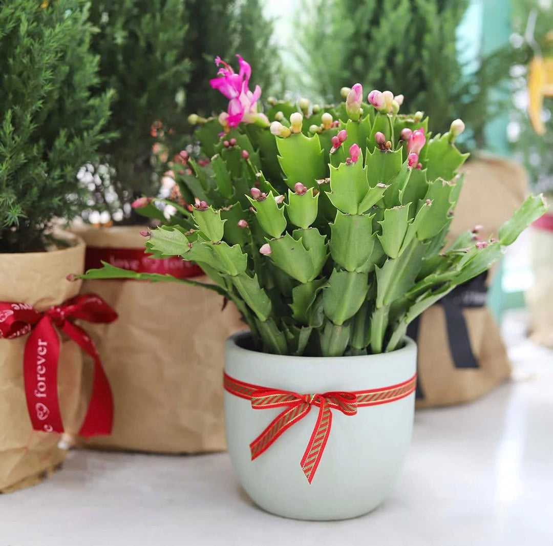 Celebrate the Season with a Christmas Cactus 🌵🎄