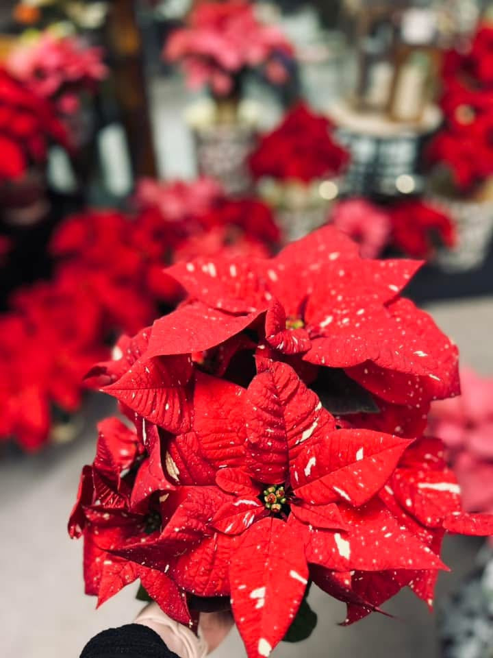 The Season of Poinsettias Is Almost Here!