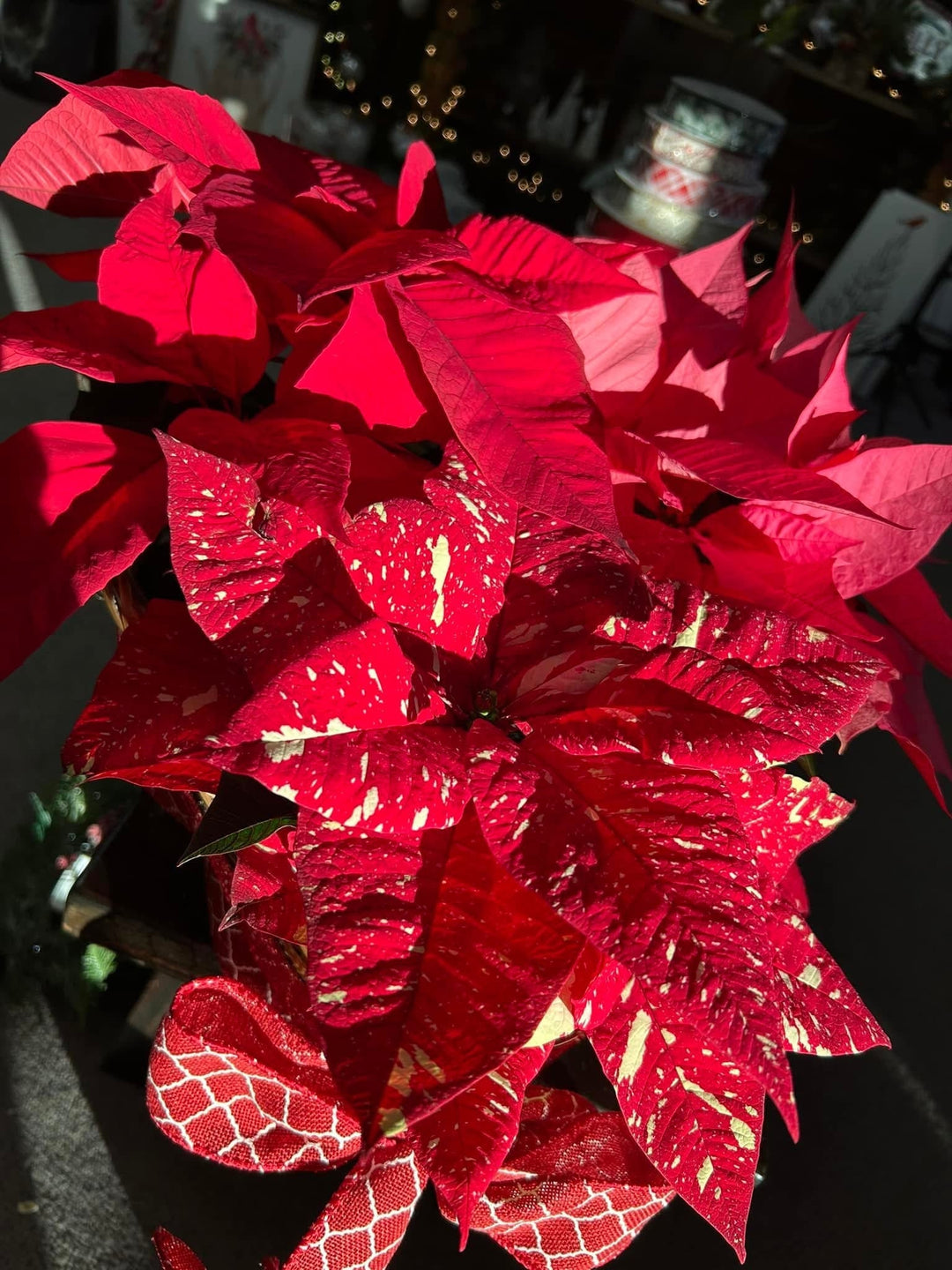 How to Care for Your Poinsettias This Holiday Season 🌺🎄