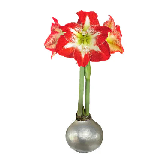 The Magic of Waxed Amaryllis Bulbs — Effortless Beauty, Perfect for Gifting