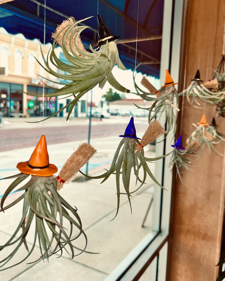 Witchy Air Plants