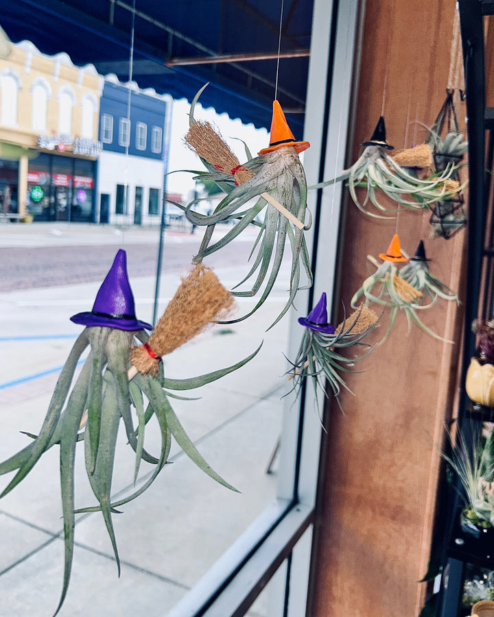 Witchy Air Plants