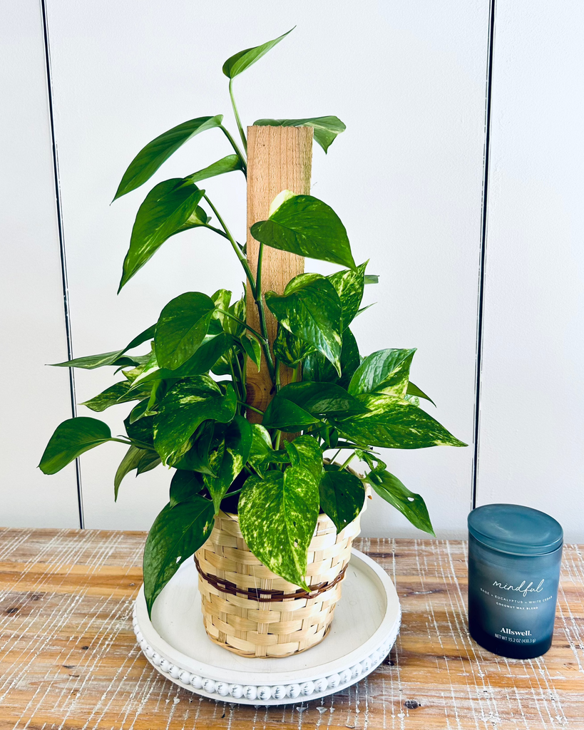pothos in pon Golden Pothos Pole Plant – Merle's Flower Shop