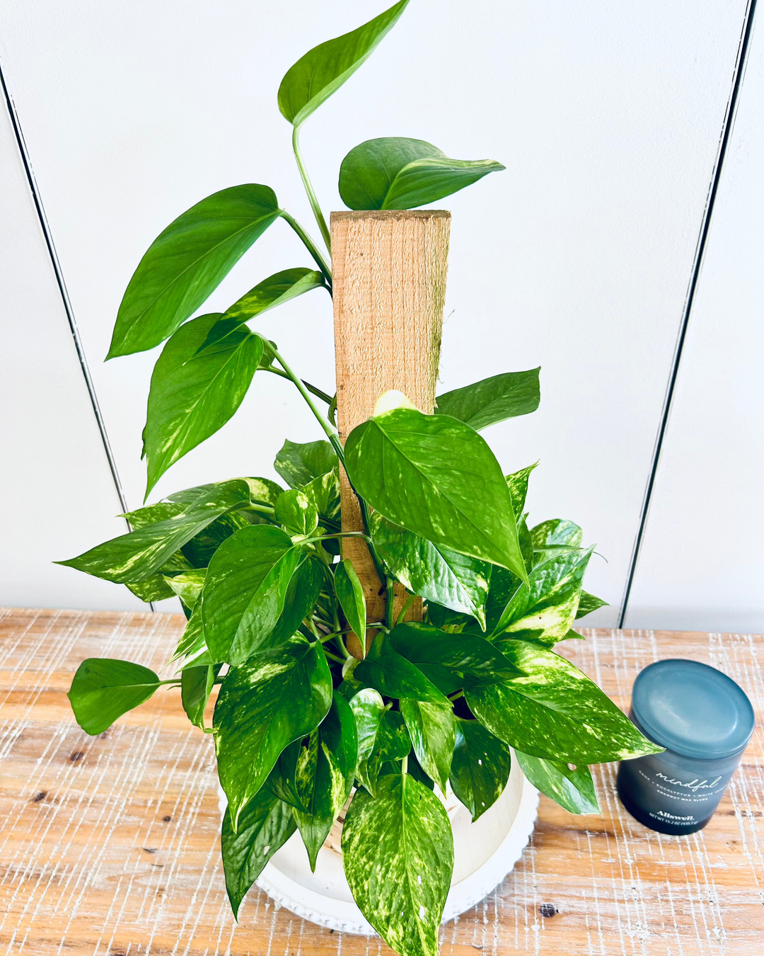 buy golden pothos plant Golden Pothos Pole Plant