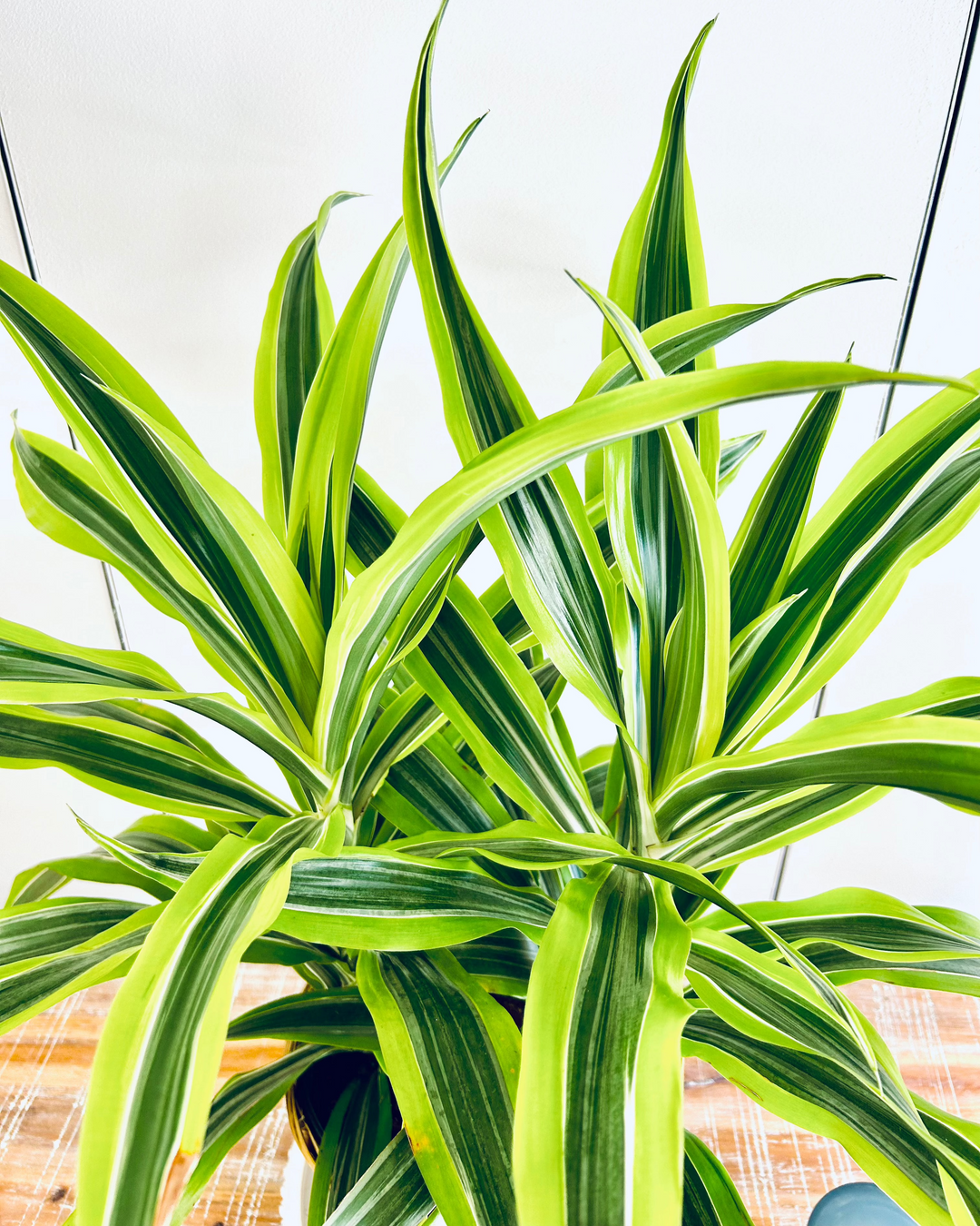 dracaena fern Dracaena Plant – Merle's Flower Shop