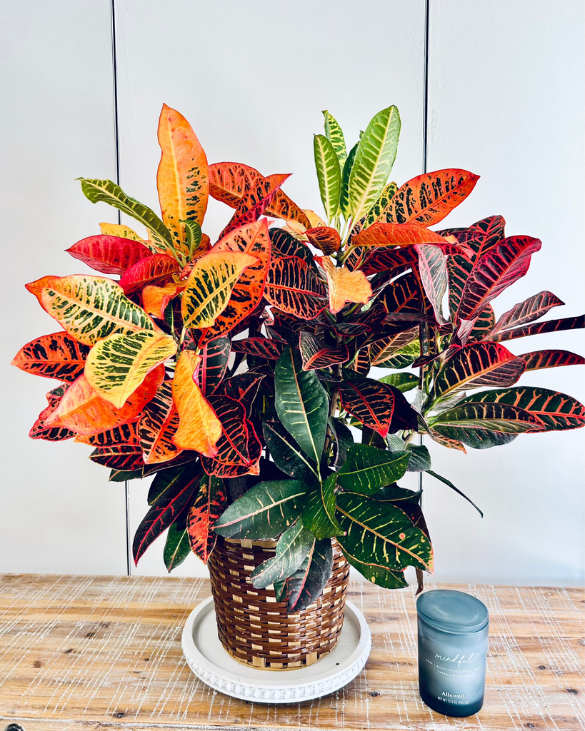 indoor croton plant names with pictures Croton Plant
