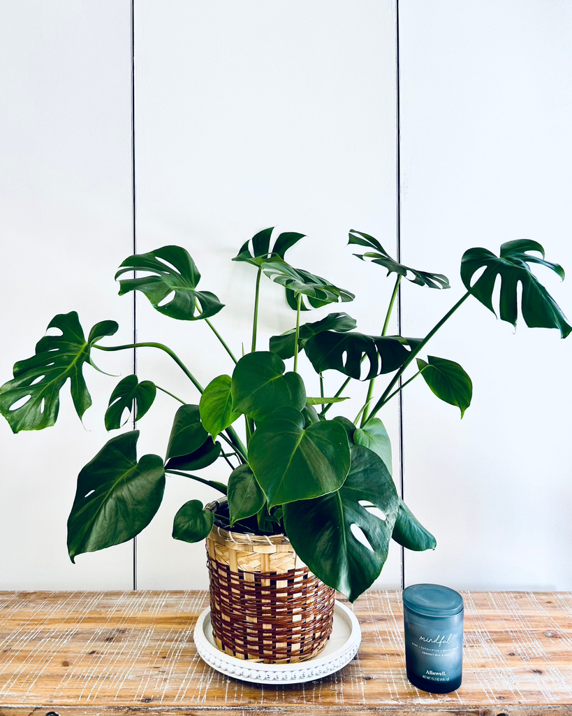monstera deliciosa portland Monstera Deliciosa (Split Leaf Philodendron) – Merle's Flower Shop