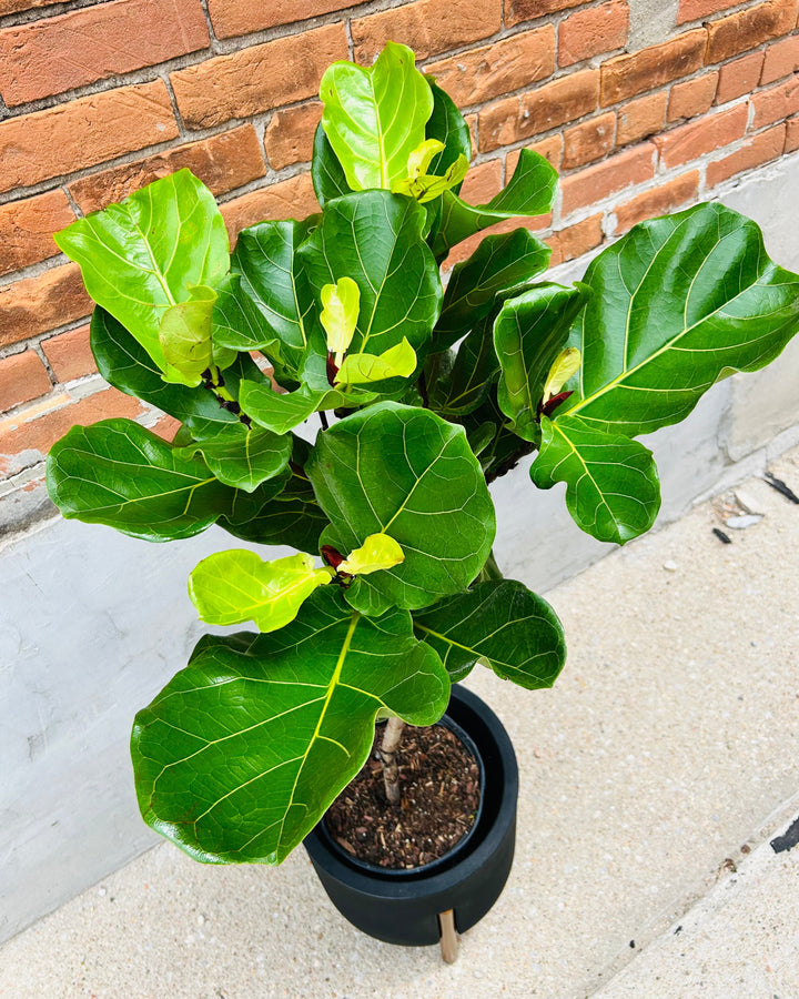 Fiddle Leaf Fig Tree