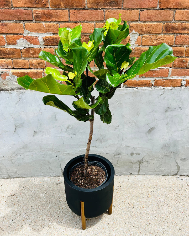 Fiddle Leaf Fig Tree