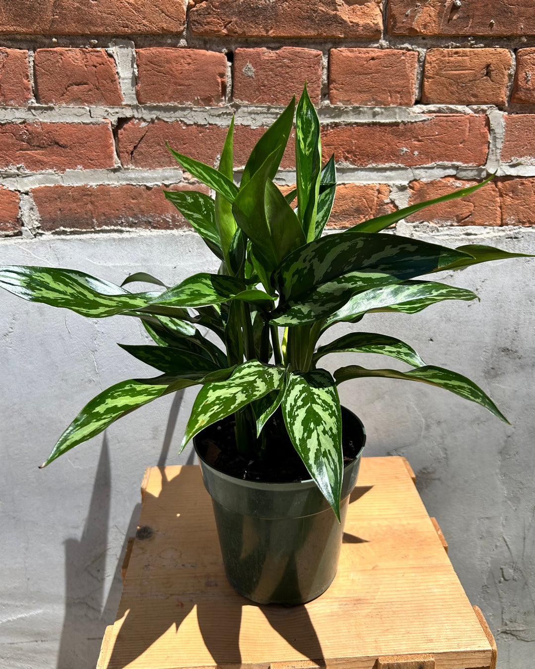 Chinese Evergreen House Plant
