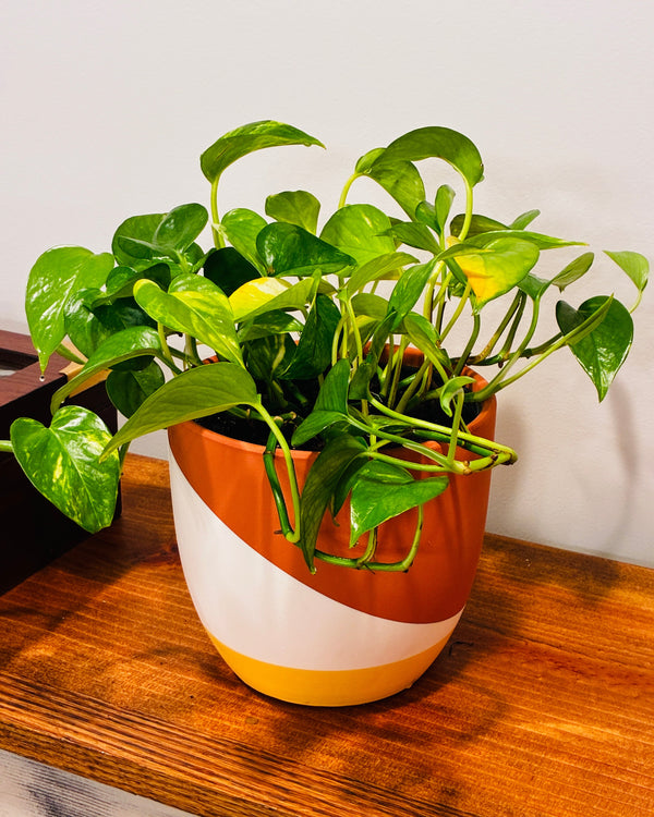 Plant Repotting Service