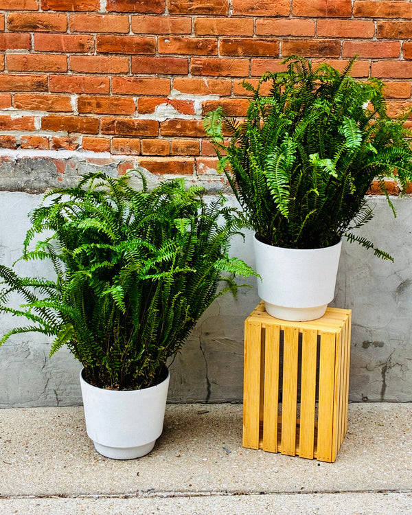 Kimberly Fern Rentals