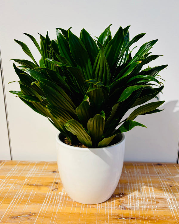 The Comfort Green