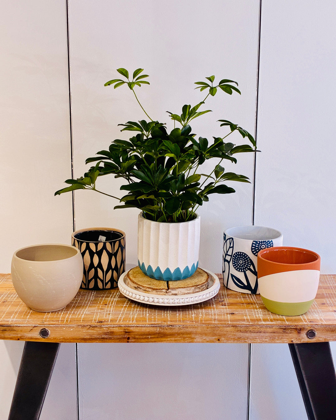 modern ceramic pots for plants Ceramic Decorative Planter for 6" Plant