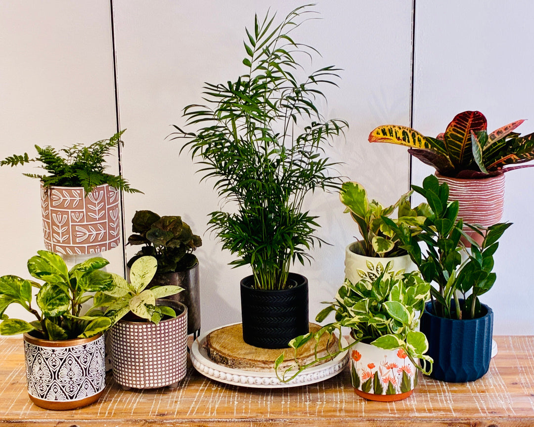 decorative potted plants outdoors Decorative Planter for 4" Plant
