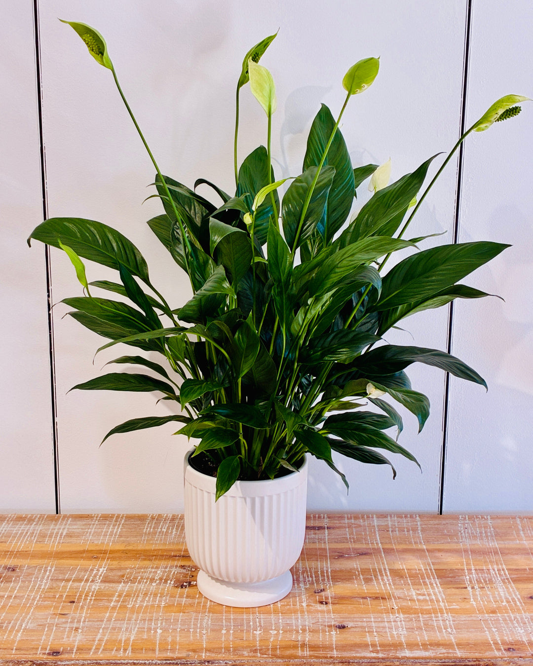 The Comfort Green