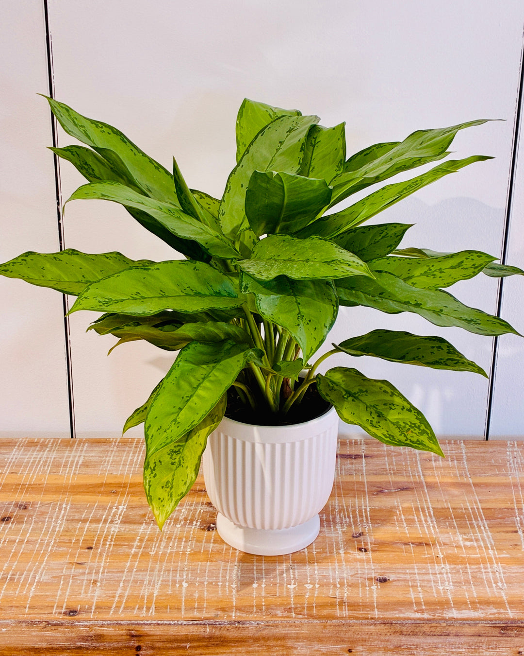 medium sized pot plant The Comfort Green – Merle's Flower Shop