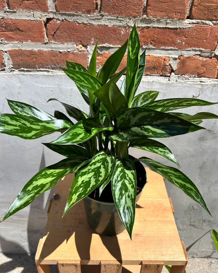 Chinese Evergreen House Plant