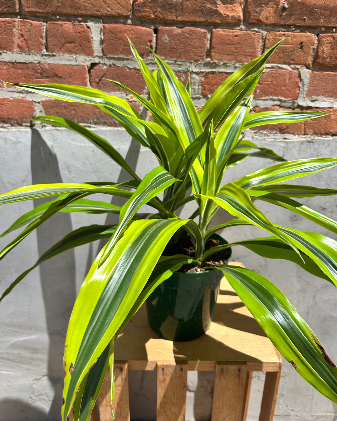 dracaena patens Dracaena Plant