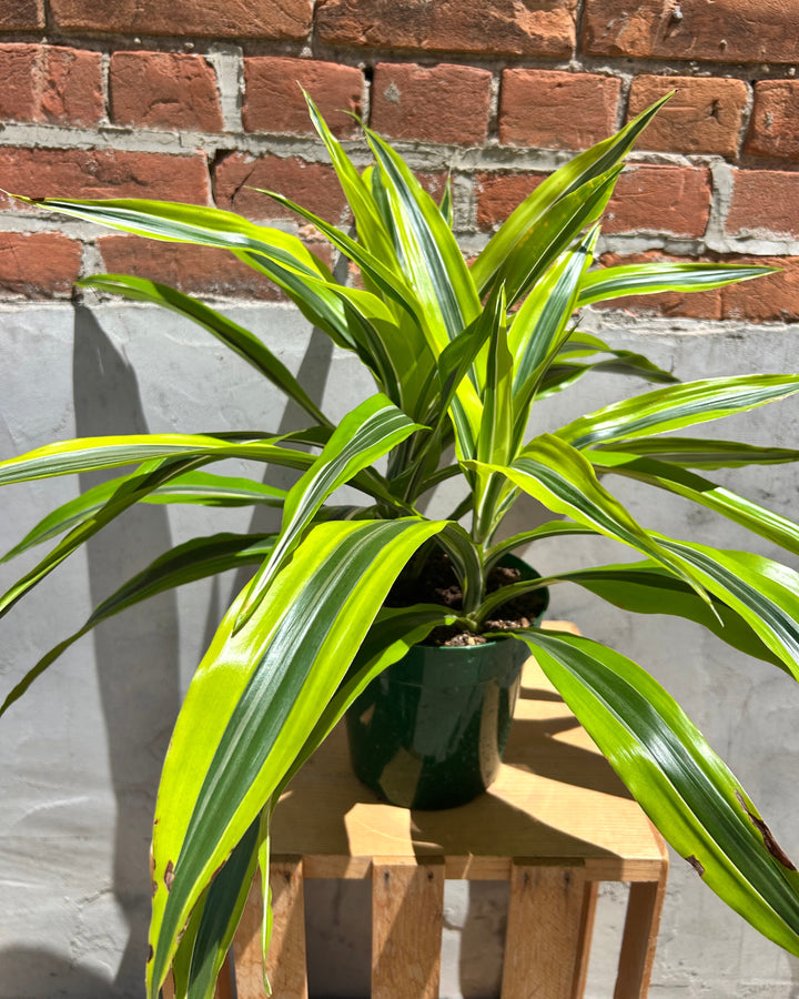 Dracaena Plant