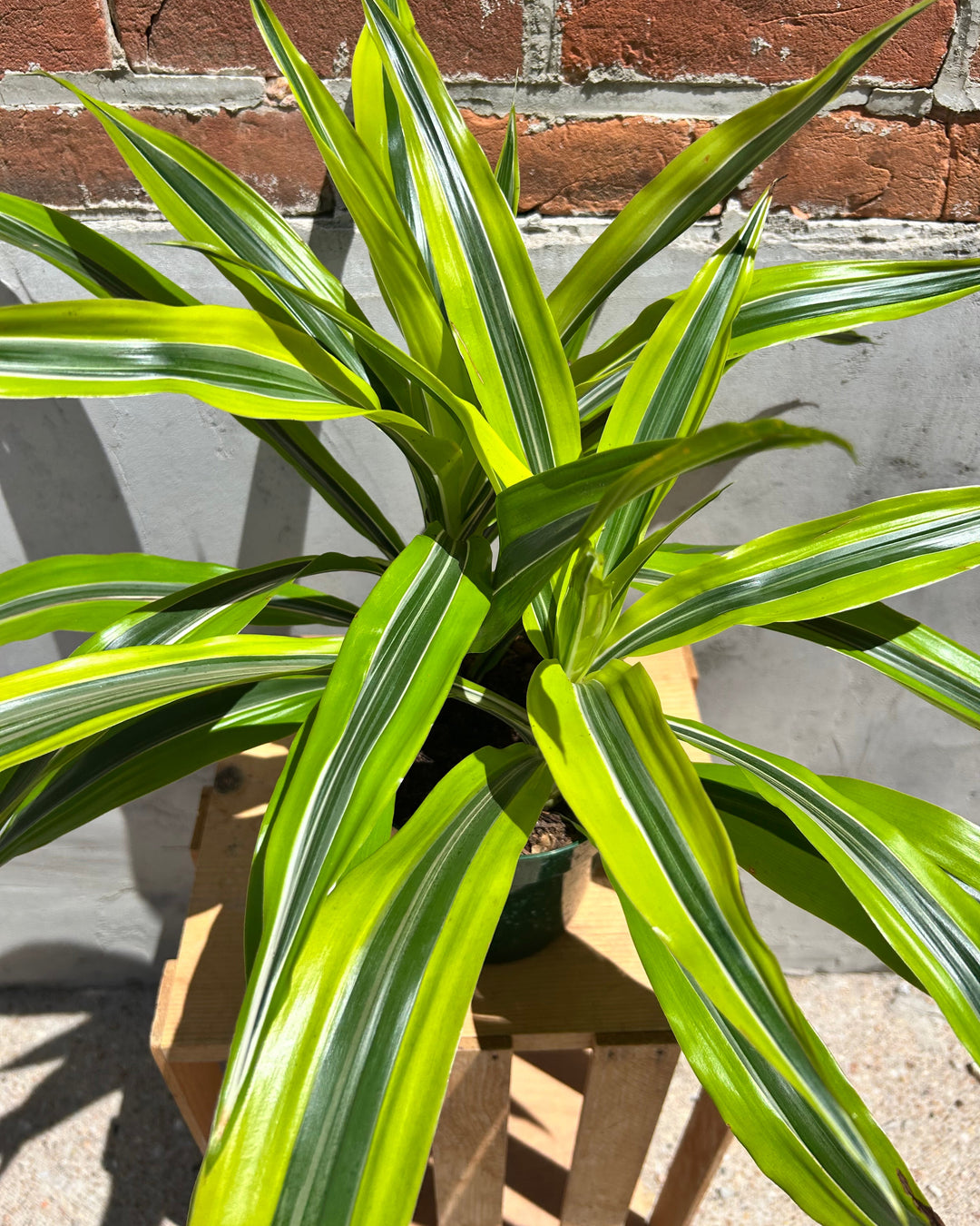 Dracaena Plant