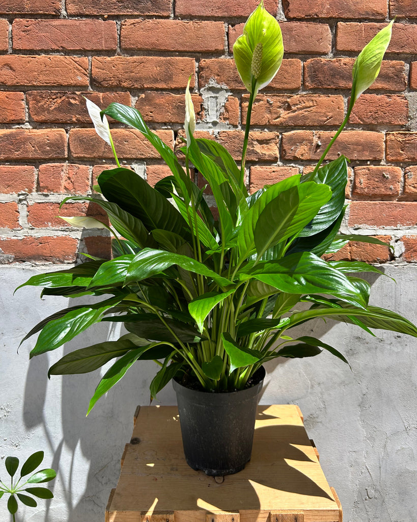 mojo lime peace lily Blooming Peace Lily – Merle's Flower Shop