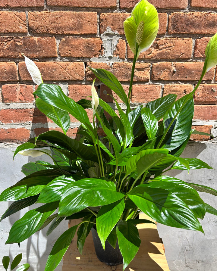 Blooming Peace Lily