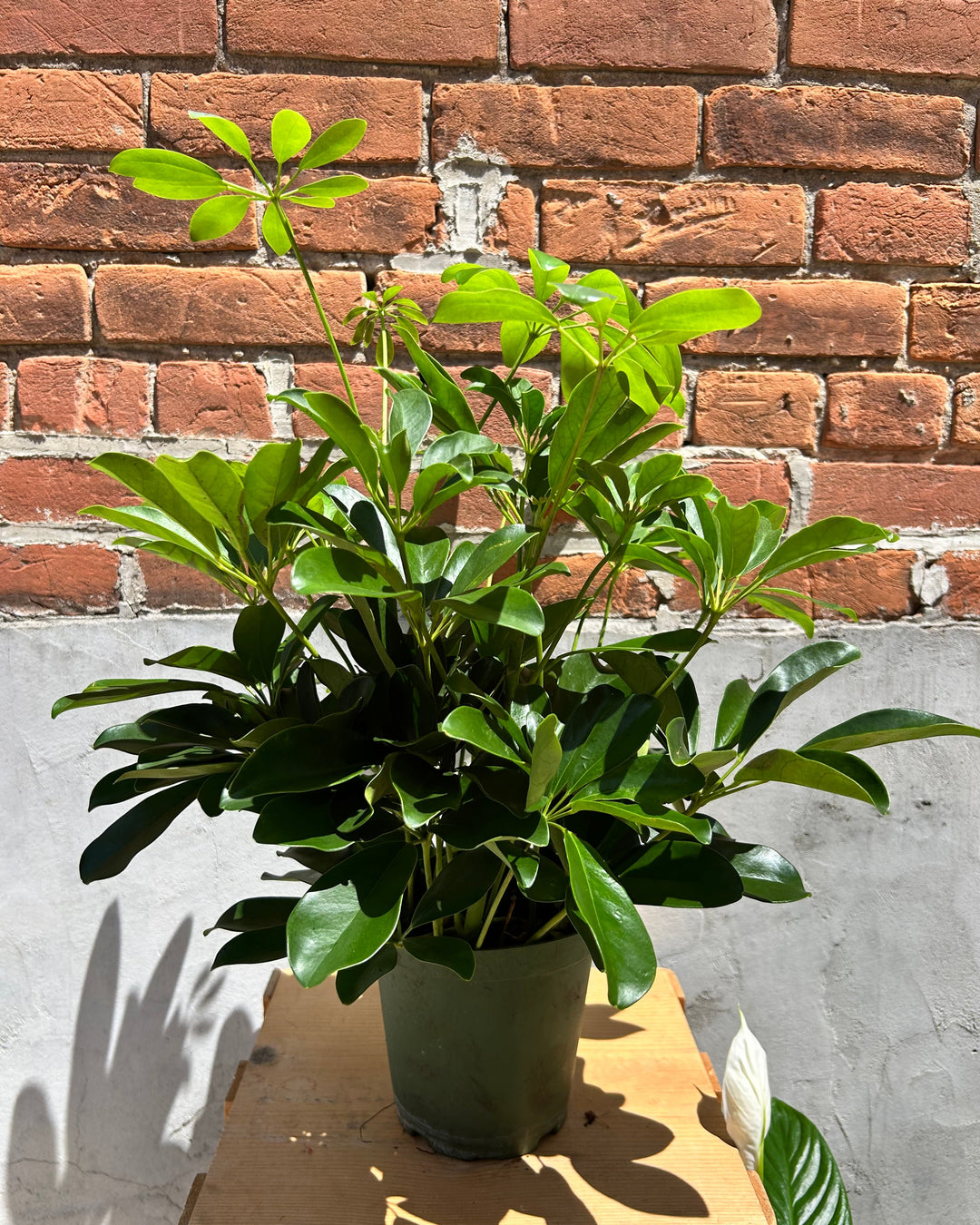 Schefflera Plant