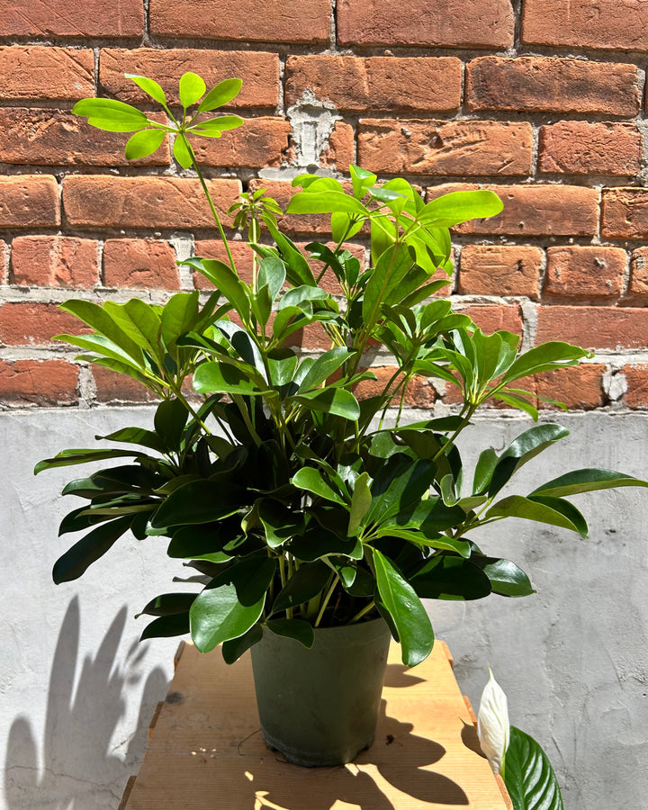 Schefflera Plant