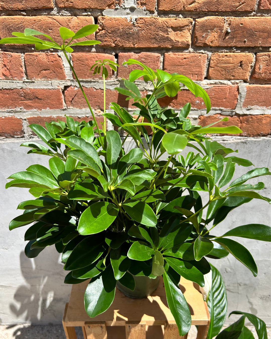 Schefflera Plant