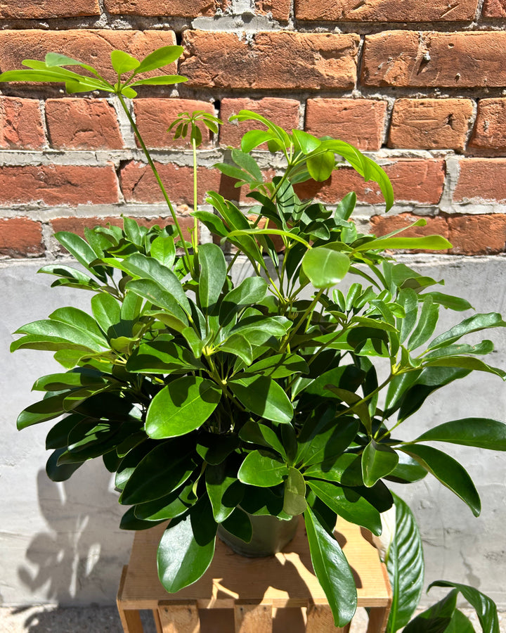 Schefflera Plant