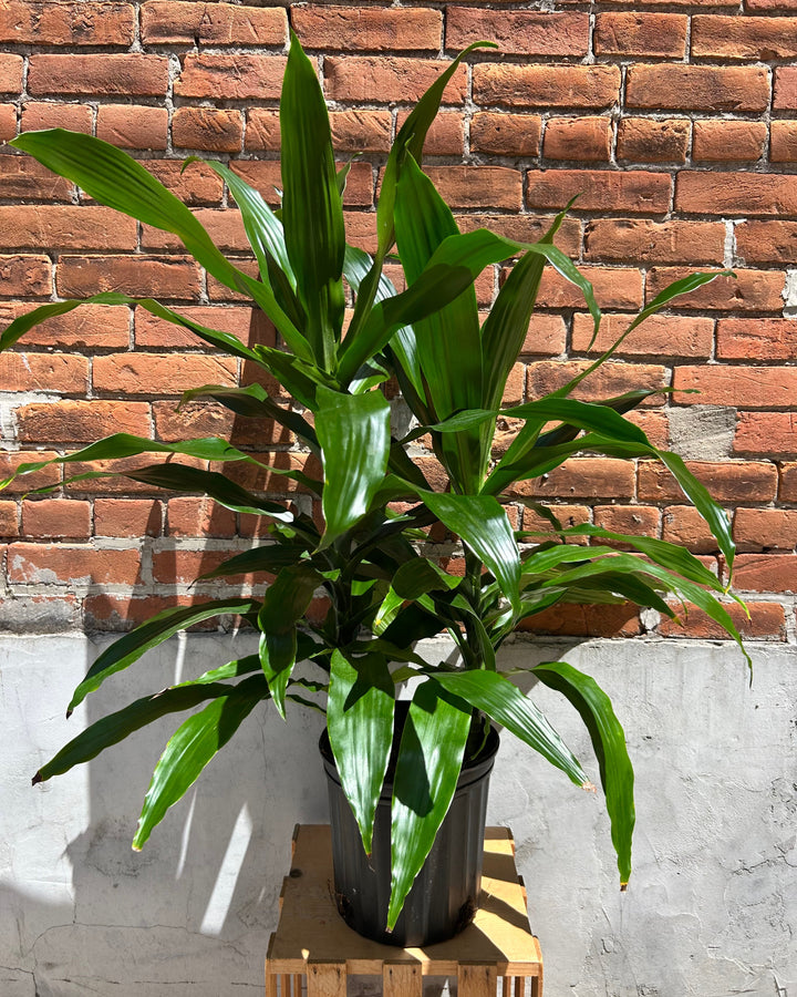Dracaena Plant