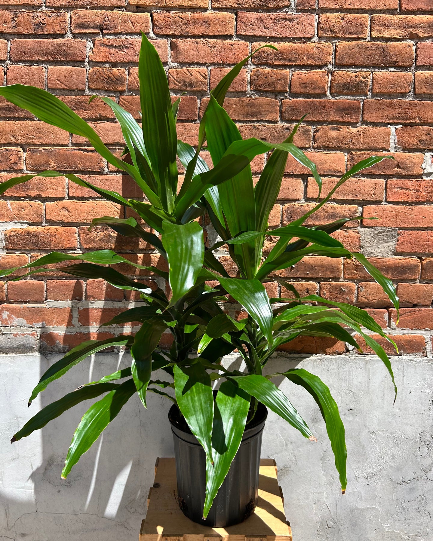indoor dracena plant Dracaena Plant – Merle's Flower Shop