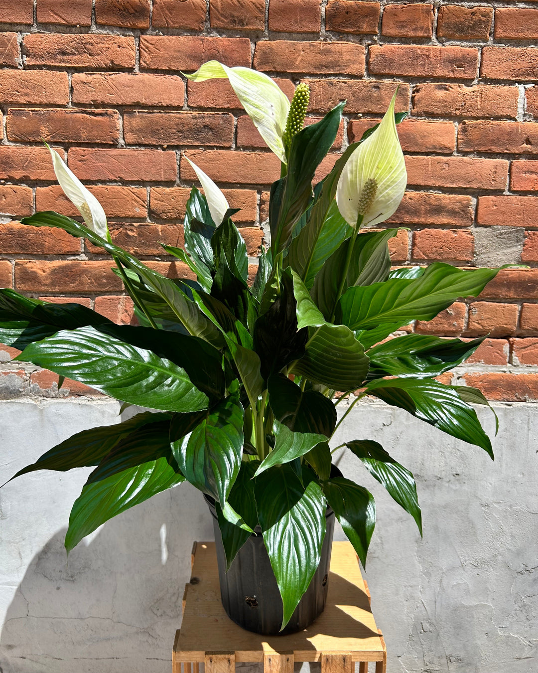 Blooming Peace Lily