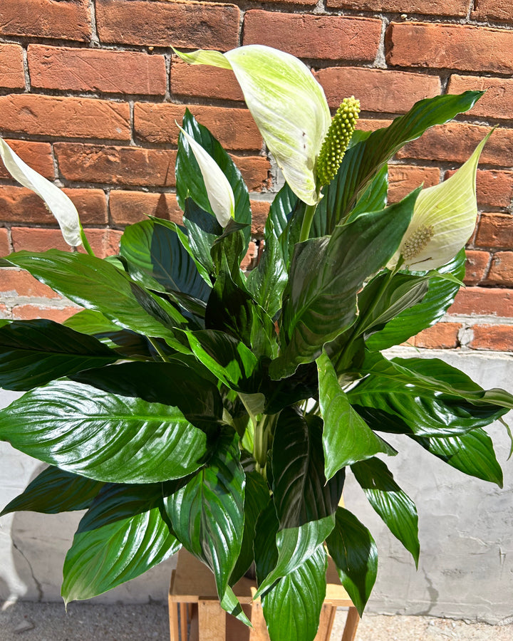 Blooming Peace Lily