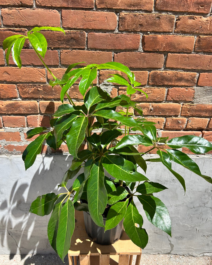 Schefflera Plant