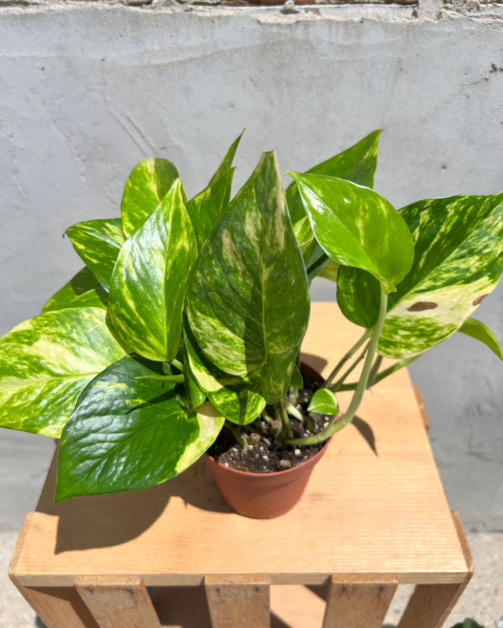 Assorted 4" Indoor House Plants