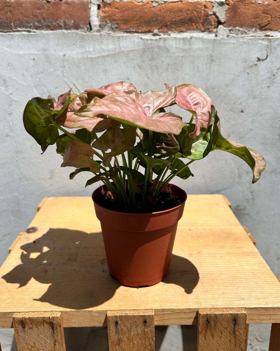 flower indoor house plants Assorted 4" Indoor House Plants – Merle's Flower Shop