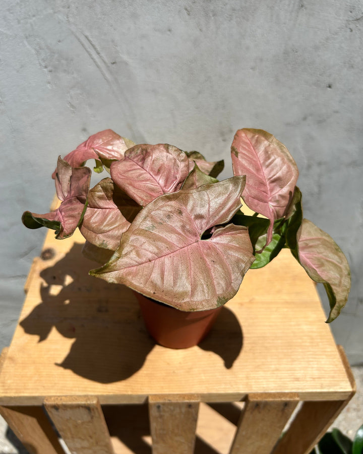 Assorted 4" Indoor House Plants