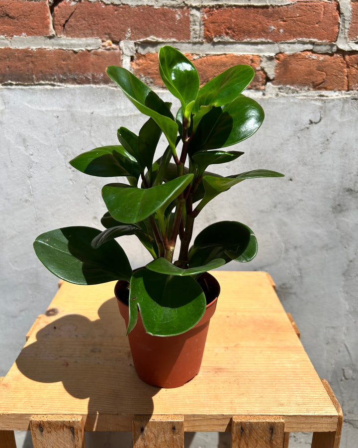 Assorted 4" Indoor House Plants