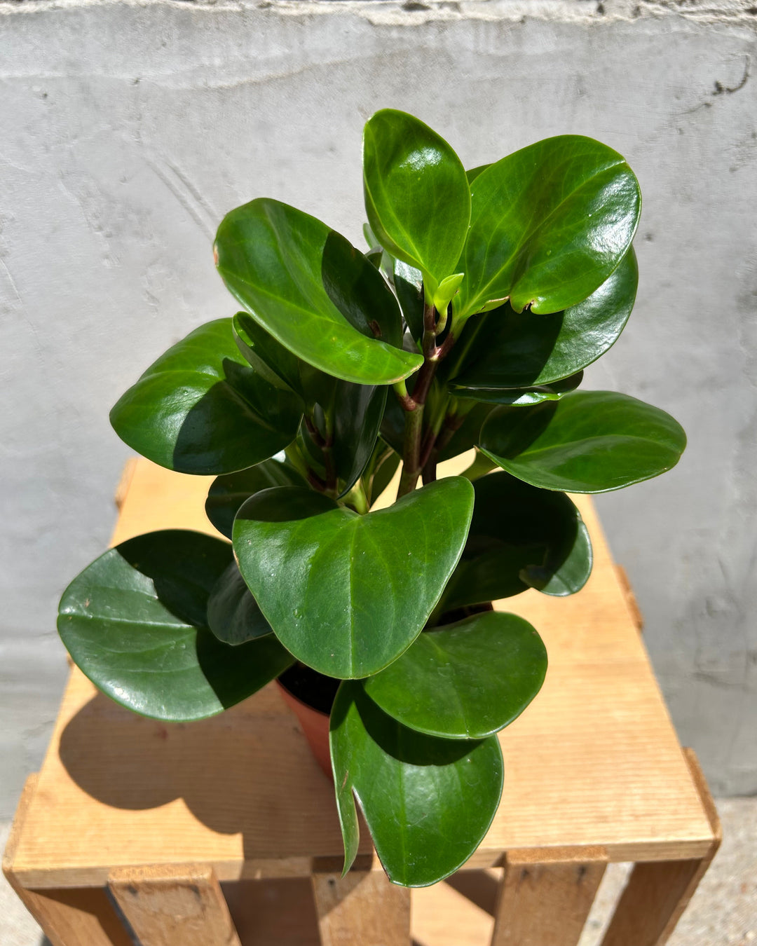 potted house plants for sale Assorted 4" Indoor House Plants – Merle's Flower Shop