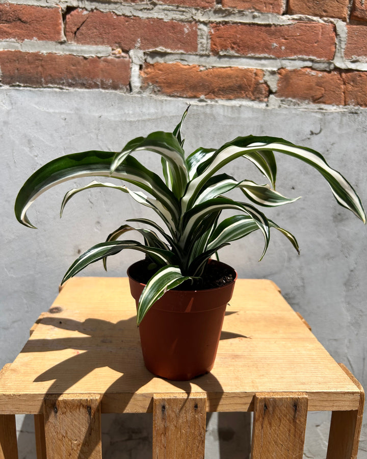 Assorted 4" Indoor House Plants