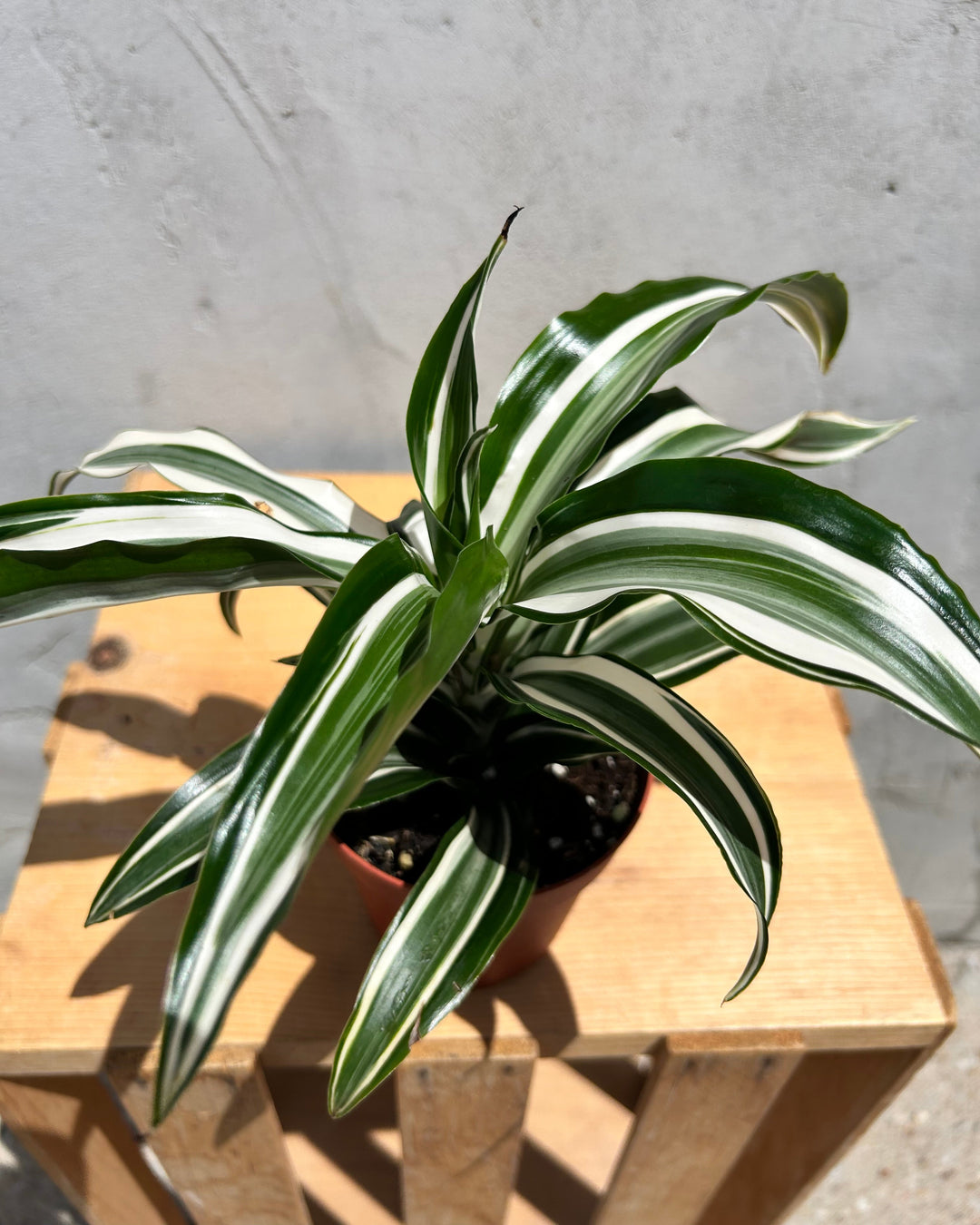 m&s indoor plants Assorted 4" Indoor House Plants – Merle's Flower Shop